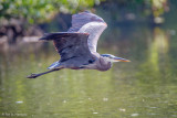 Over the lake