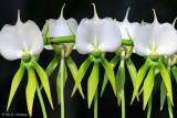 Gwen Copley orchids