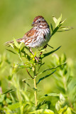 Sparrow on green