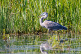 Heron and grass