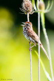 Singing a song