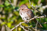 Singing in the morning