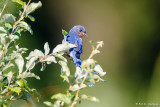 Bluebird, green field