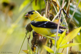 Yellows