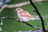 In a dead tree