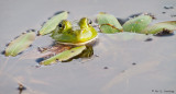 Frog and leaves