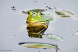 Frog in wetlands