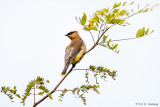 Waxwing on branch