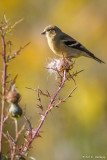 Backlit Goldfinch