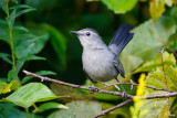 Catbird on branch