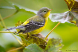 Magnolia Warbler
