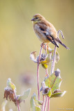 At rest