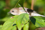 Warbler in leaves