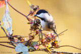 Chickadee in tree