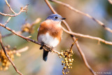 Bluebird, fall background