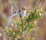 Goldfinch and green