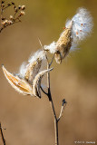 Releasing seeds