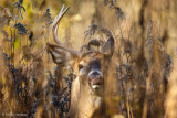 Missing an antler