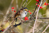 Sparrow and berries