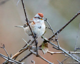 Among branches