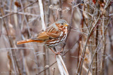 Fox Sparrow