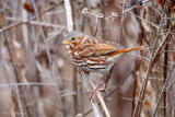 Fox Sparrow in field