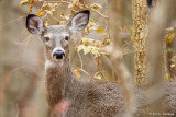 Deer in the woods