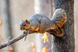 Crouching on limb