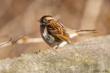 Immature Sparrow