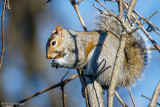 Squirrel eating