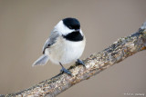 Isolated Chickadee