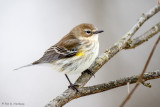 Warbler in winter