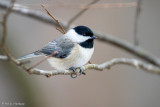 Chickadee perch