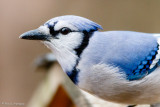 Blue Jay up close