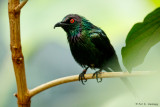 Metallic starling