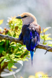 Roller on limb