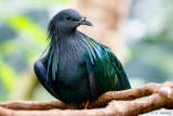 Nicobar Pigeon