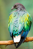 Colorful pigeon