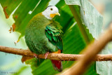 Fruit Dove