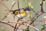 Female Redstart