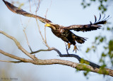Taking flight