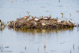 Turtle island