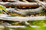 Snake and limbs