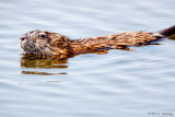 Beaver in wetlands