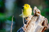 On a stump