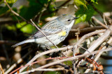 In a bush