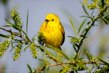 Posing Warbler