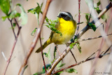 Yellowthroat and leaves