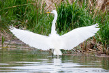 Wings spread