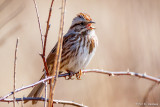 Song Sparrow